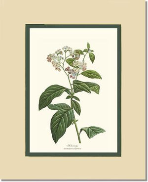 Heliotrope | Flower/Floral Art Print