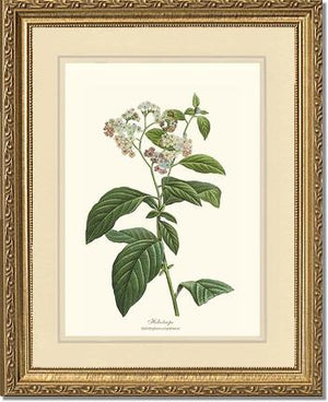 Heliotrope | Flower/Floral Art Print