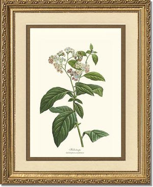 Heliotrope | Flower/Floral Art Print