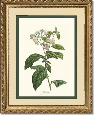 Heliotrope | Flower/Floral Art Print