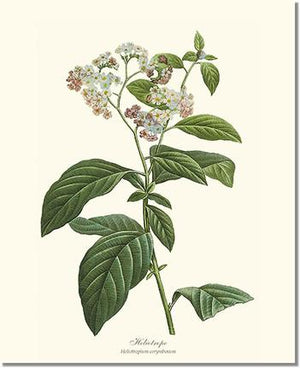 Heliotrope | Flower/Floral Art Print