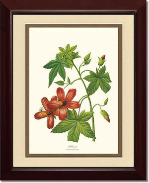 Hibiscus