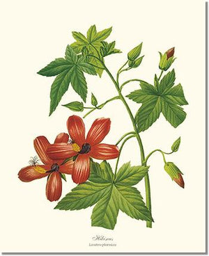 Flower Floral Print: Hibiscus