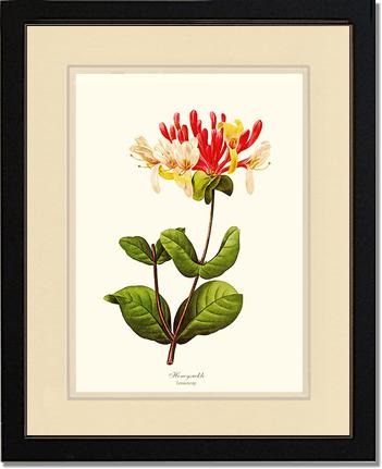 Honeysuckle | Flower/Floral Art Print