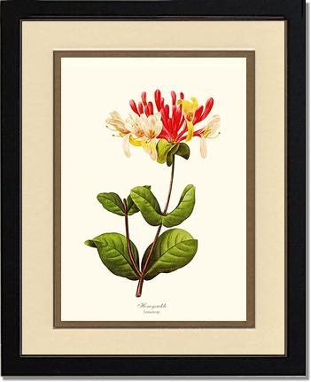 Honeysuckle | Flower/Floral Art Print