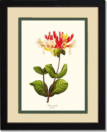 Honeysuckle | Flower/Floral Art Print