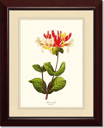 Honeysuckle | Flower/Floral Art Print