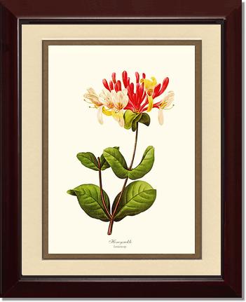 Honeysuckle | Flower/Floral Art Print