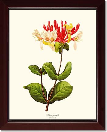 Honeysuckle | Flower/Floral Art Print