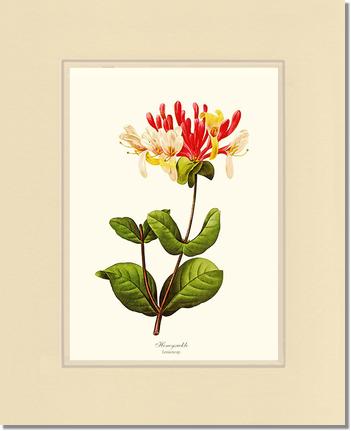 Honeysuckle | Flower/Floral Art Print