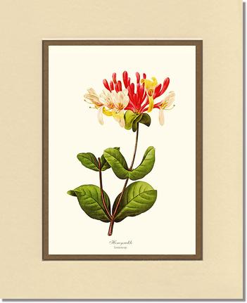 Honeysuckle | Flower/Floral Art Print
