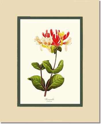 Honeysuckle | Flower/Floral Art Print