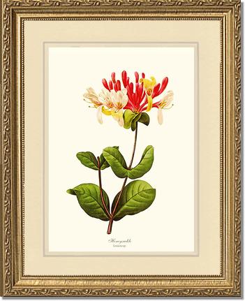 Honeysuckle | Flower/Floral Art Print
