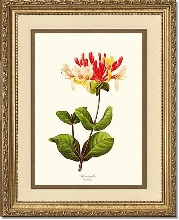 Honeysuckle | Flower/Floral Art Print
