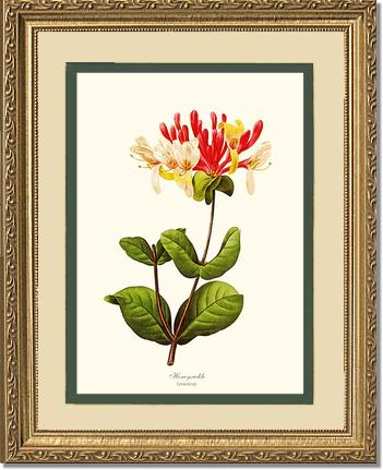 Honeysuckle | Flower/Floral Art Print