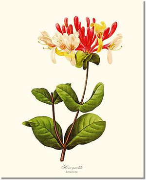 Flower Floral Print: Honeysuckle
