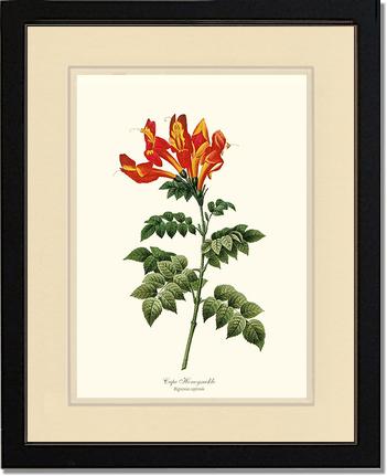 Honeysuckle, Cape | Flower/Floral Art Print