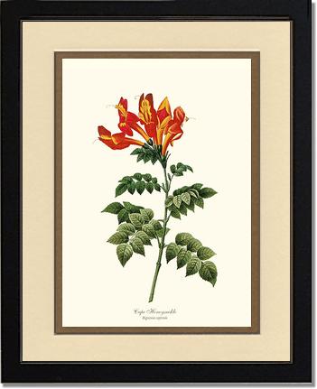 Honeysuckle, Cape | Flower/Floral Art Print