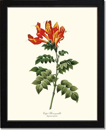 Honeysuckle, Cape | Flower/Floral Art Print