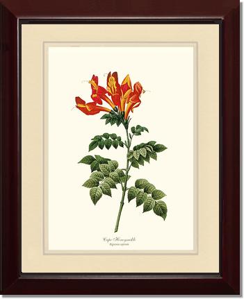 Honeysuckle, Cape | Flower/Floral Art Print