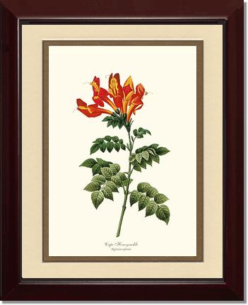 Honeysuckle, Cape | Flower/Floral Art Print