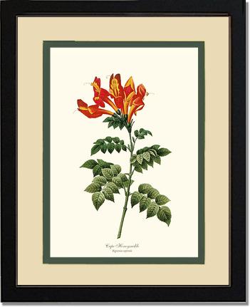 Honeysuckle, Cape | Flower/Floral Art Print