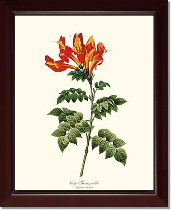 Honeysuckle, Cape | Flower/Floral Art Print