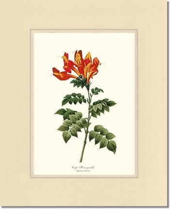 Honeysuckle, Cape | Flower/Floral Art Print