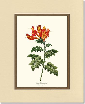 Honeysuckle, Cape | Flower/Floral Art Print