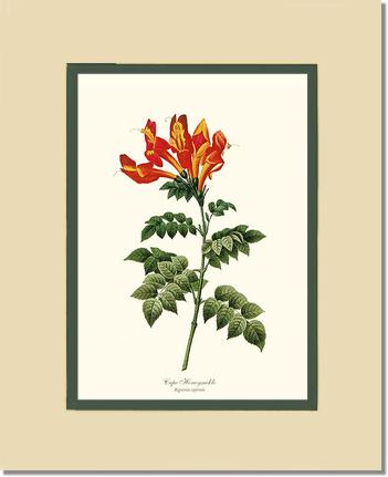 Honeysuckle, Cape | Flower/Floral Art Print