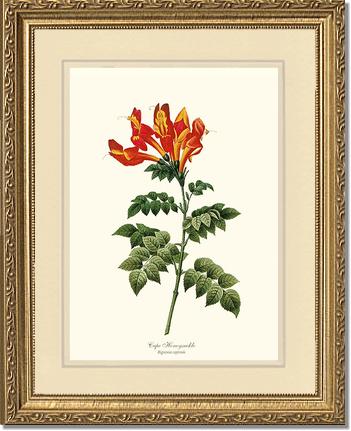 Honeysuckle, Cape | Flower/Floral Art Print