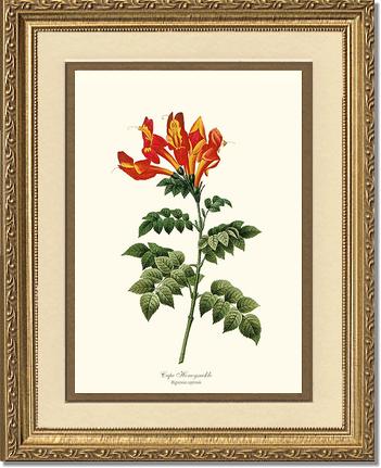 Honeysuckle, Cape | Flower/Floral Art Print