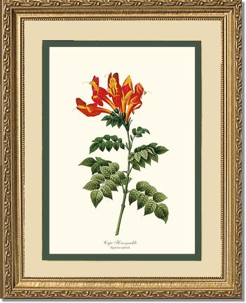 Honeysuckle, Cape | Flower/Floral Art Print