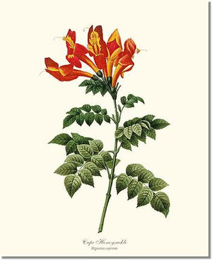 Flower Floral Print: Cape Honeysuckle, Bignonia