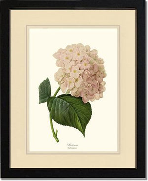 Hydrangea, Hortensia