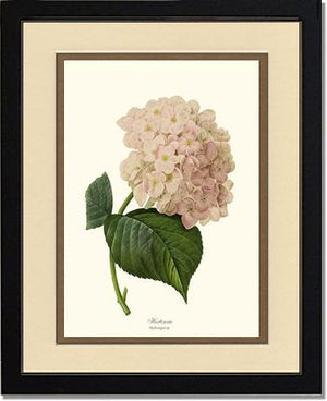 Hydrangea, Hortensia