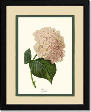 Hydrangea, Hortensia