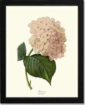 Hydrangea, Hortensia