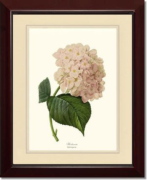 Hydrangea, Hortensia