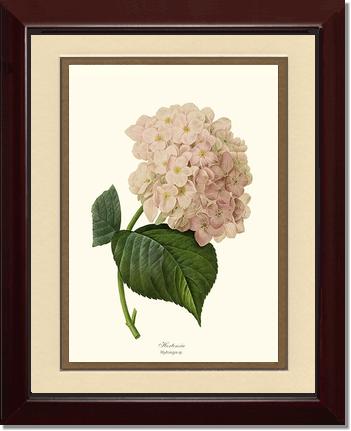 Hydrangea, Hortensia | Flower/Floral Art Print