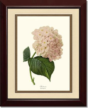 Hydrangea, Hortensia