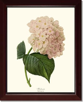 Hydrangea, Hortensia | Flower/Floral Art Print