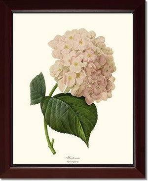 Hydrangea, Hortensia