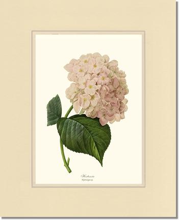 Hydrangea, Hortensia | Flower/Floral Art Print