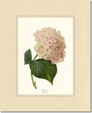 Hydrangea, Hortensia