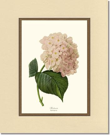 Hydrangea, Hortensia | Flower/Floral Art Print