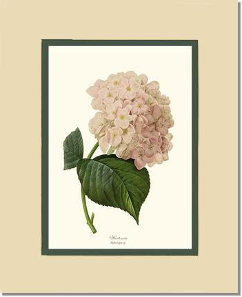 Hydrangea, Hortensia | Flower/Floral Art Print