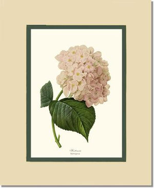 Hydrangea, Hortensia