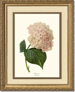 Hydrangea, Hortensia