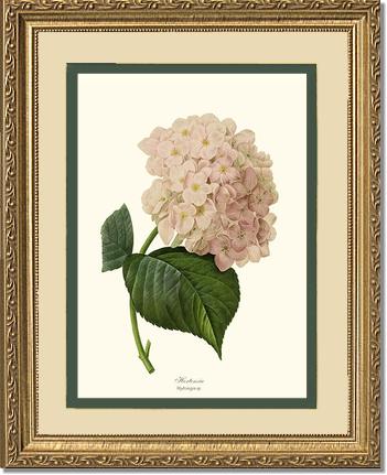 Hydrangea, Hortensia: Vintage Botanical Flower/Floral Wall Art